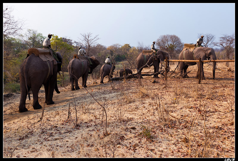 Balade Ã  dos d'Ã©lÃ©phant